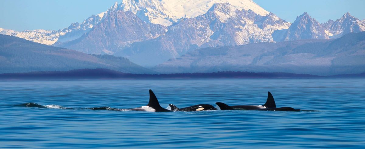 Puget Sound Whale Watching and Sightseeing Tours – Whale Watching in