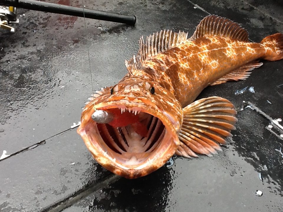 Fishing Puget Sound