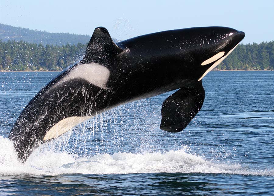 See whales in the wild! Let The Adventure Begin!